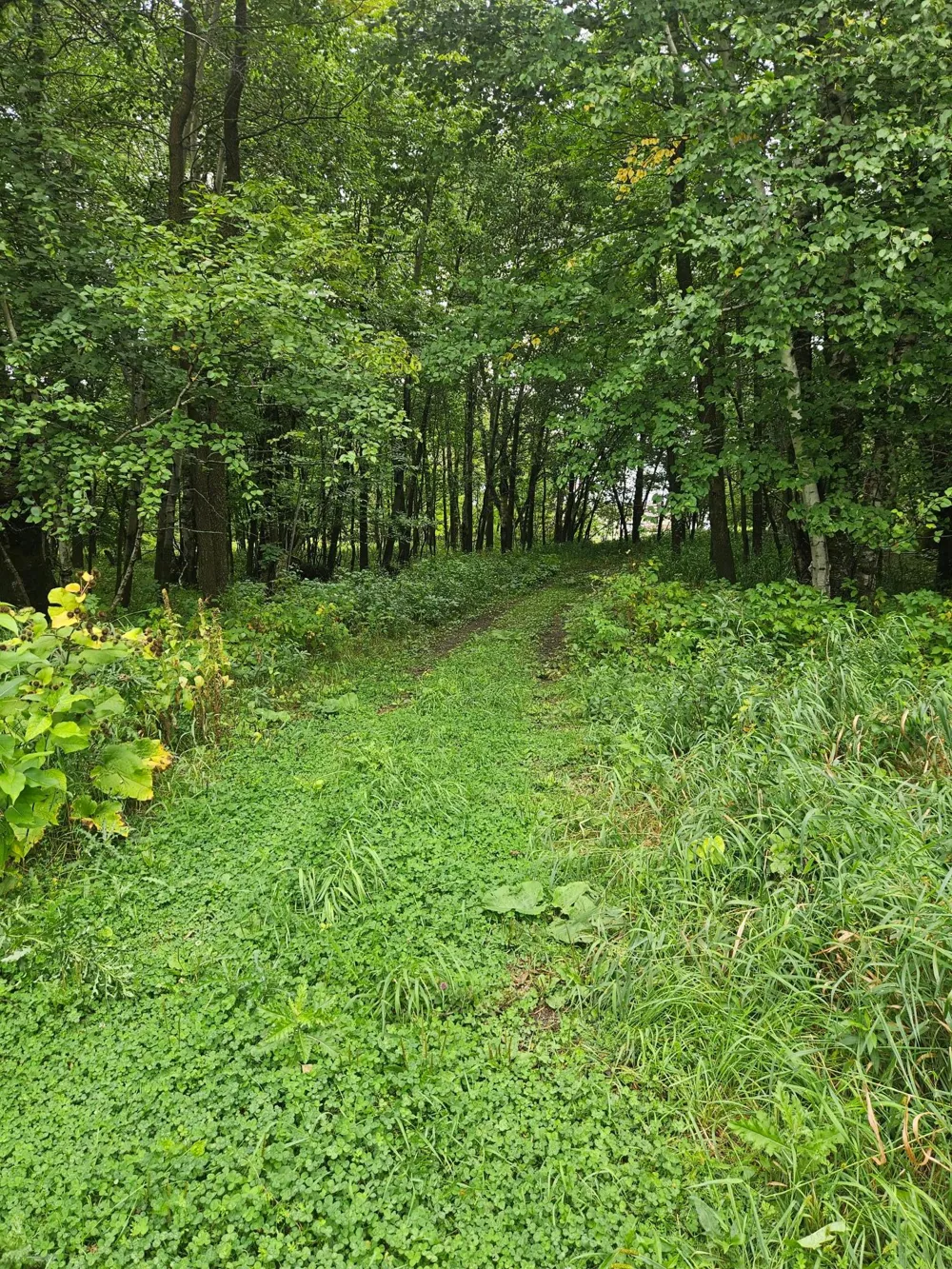 6234 Sandy Shores Drive NW Williams, MN 56686