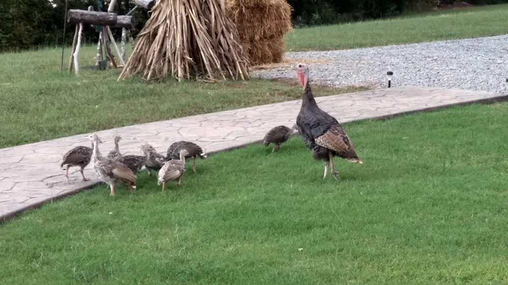 160 Turkey Ridge Rd Big Rock, TN 37023