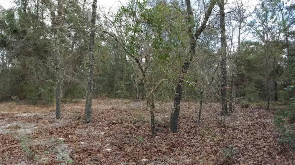 0 SE 88TH CT Summerfield, FL 34491