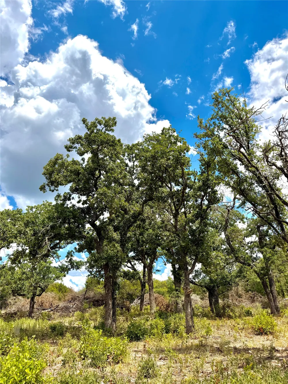 PECAN SHELL RD Desdemona, TX 76445