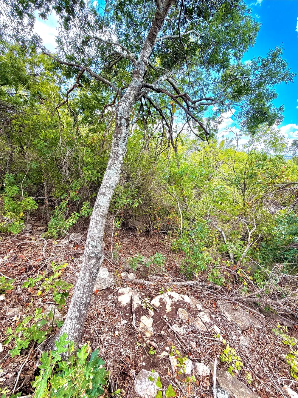 PECAN SHELL RD Desdemona, TX 76445