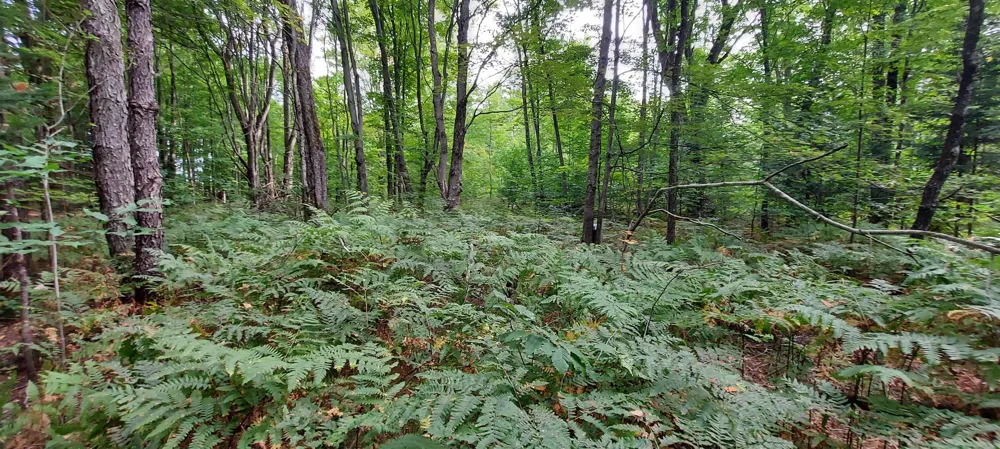 2247 Kladder Road Kearney Township, MI 49615