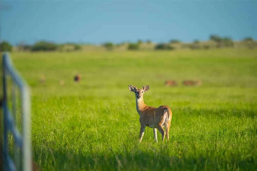 County Road 476 Road Brady, TX 76872