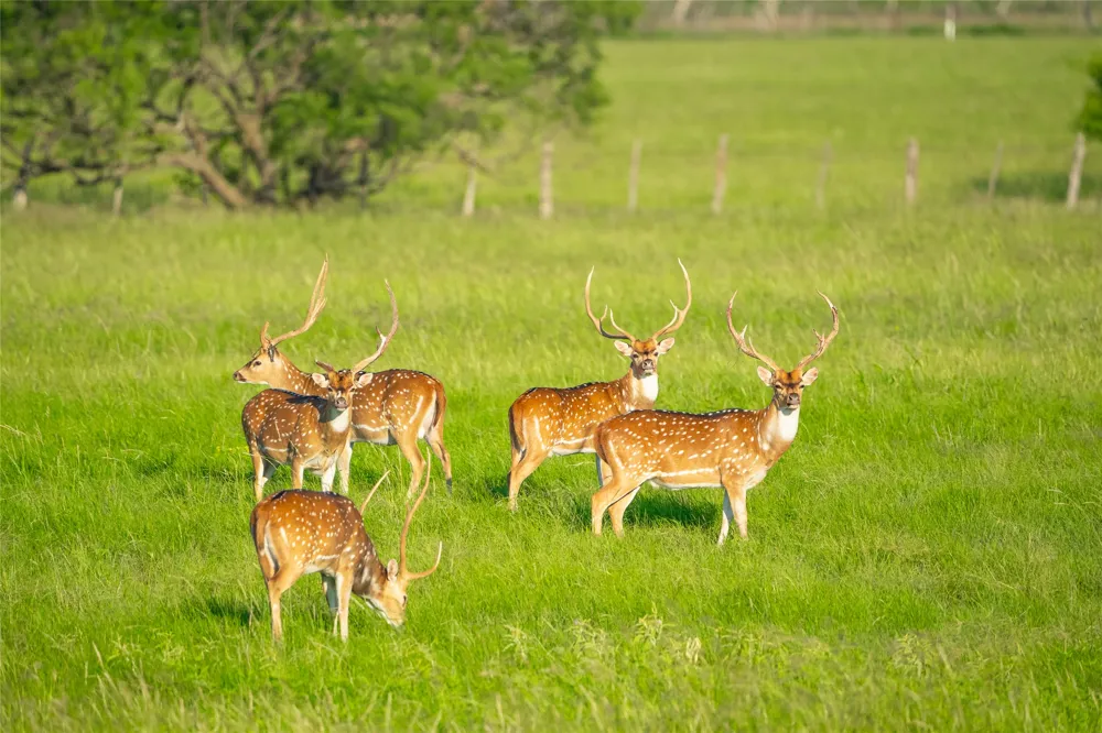 County Road 476 Road Brady, TX 76872