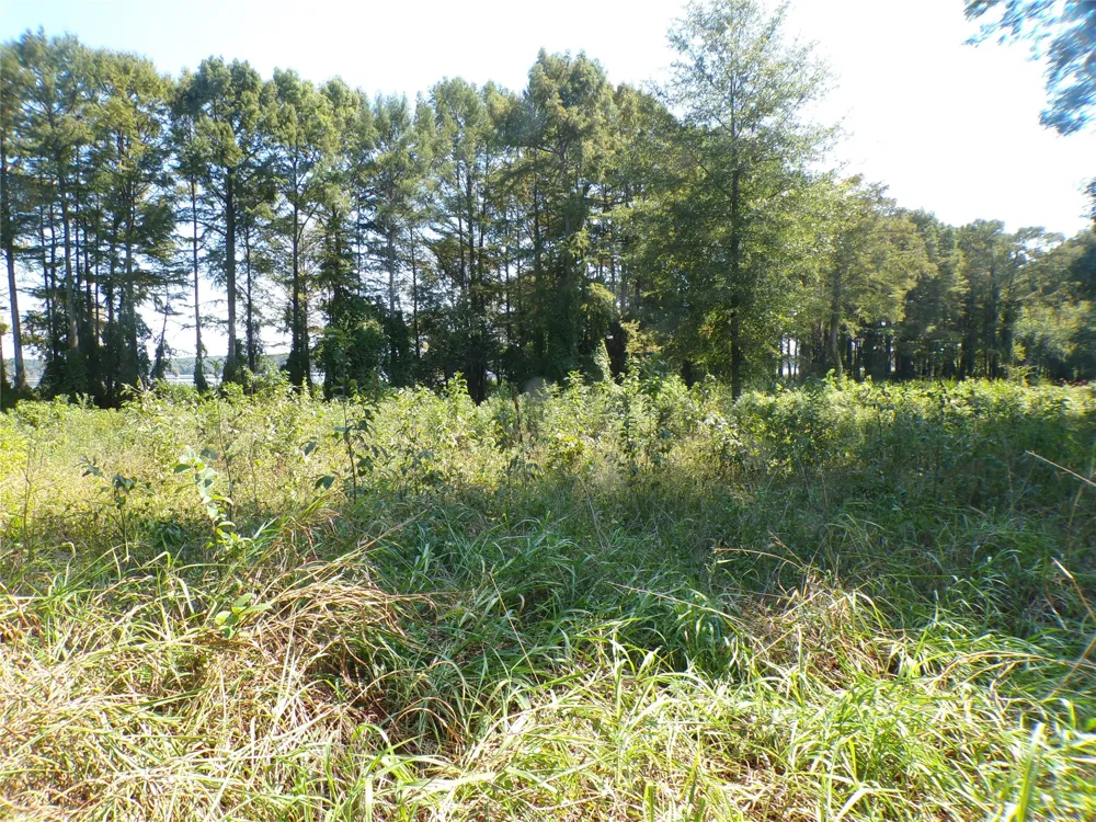 Collier Trail Lewisville, AR 71845