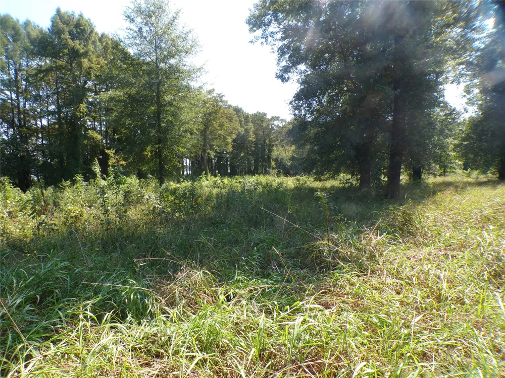 Collier Trail Lewisville, AR 71845