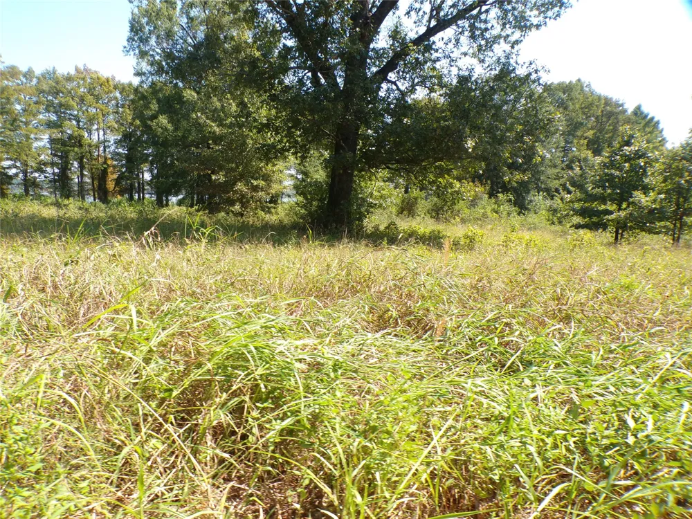 Collier Trail Lewisville, AR 71845