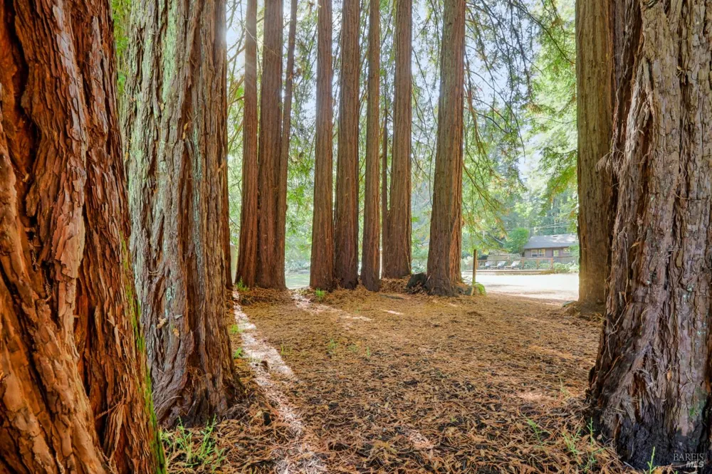 10131 Hwy 116 Forestville, CA 95436