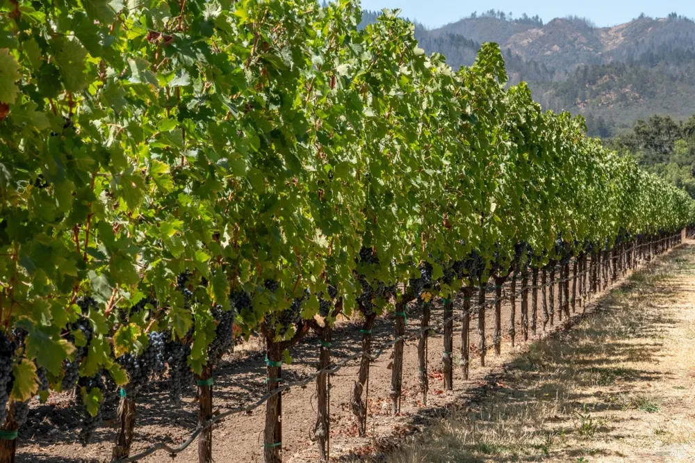 3242 Silverado Trail St. Helena, CA 94574