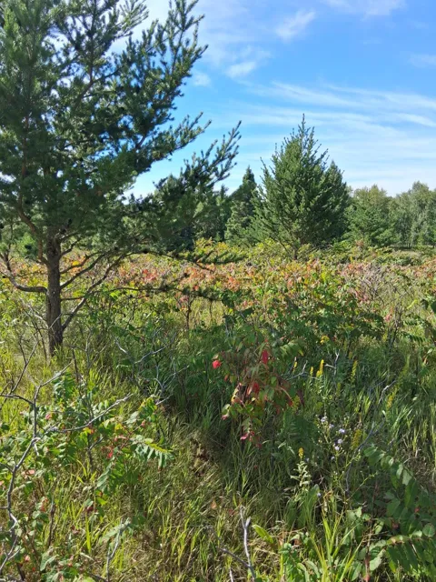 TBD Overland Drive