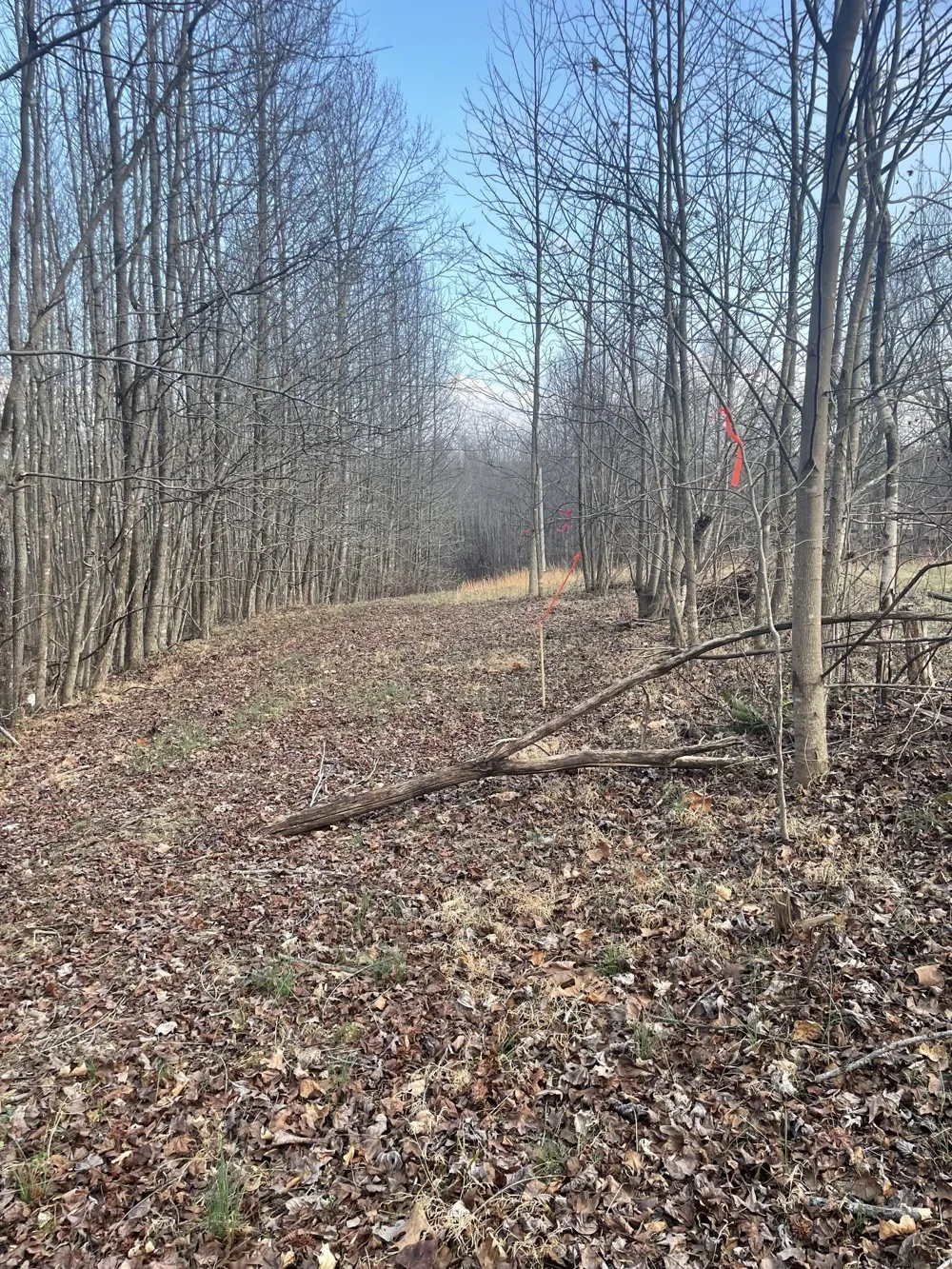 0 Sugar Tree Knob Rd Liberty, TN 37095