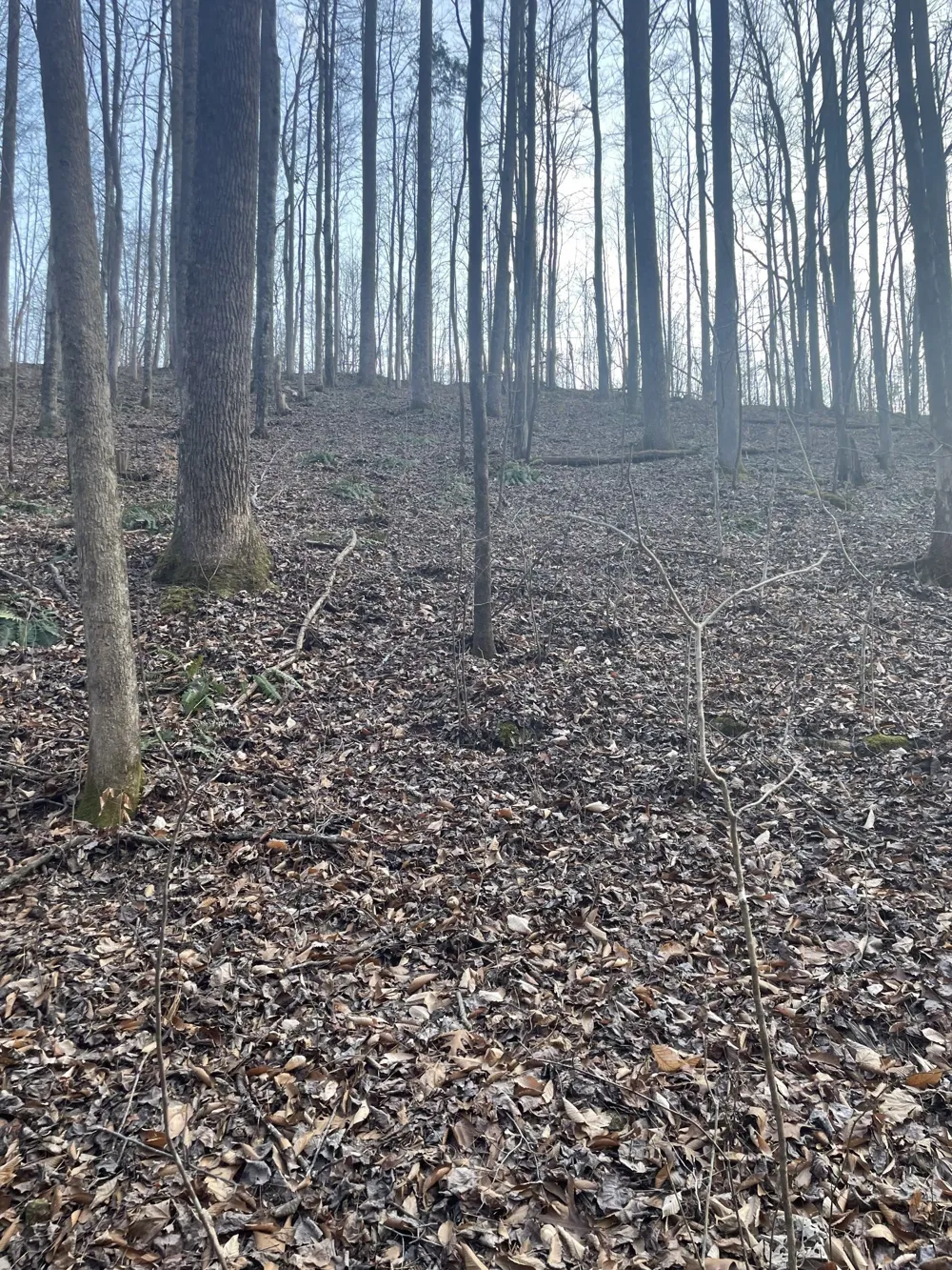 0 Sugar Tree Knob Rd Liberty, TN 37095