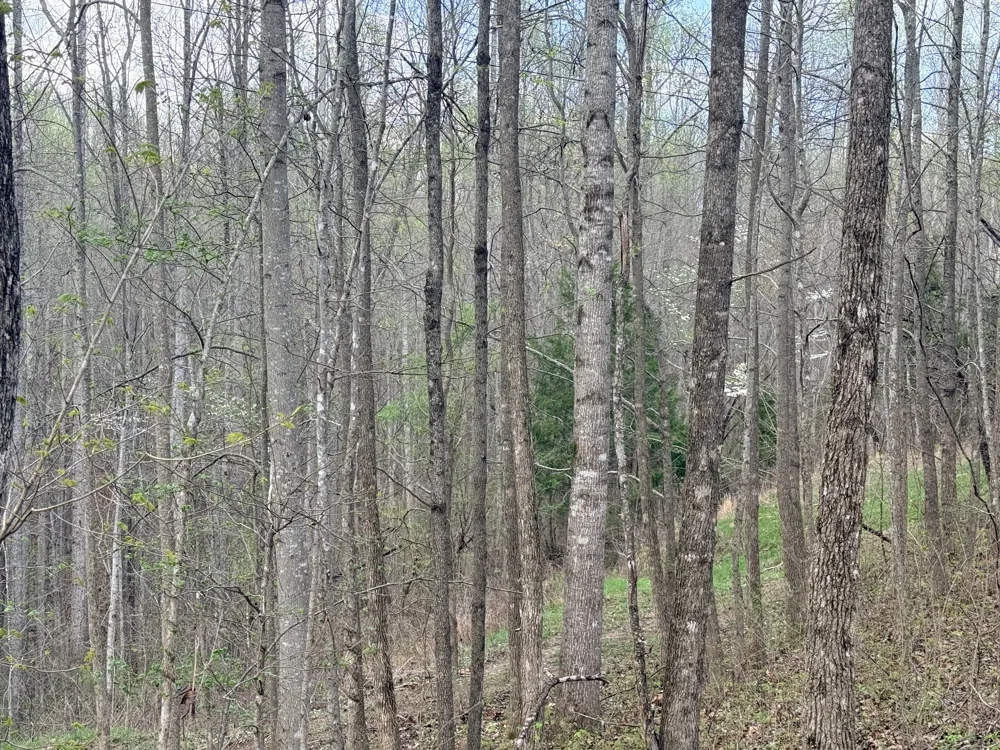 0 Sugar Tree Knob Rd Liberty, TN 37095