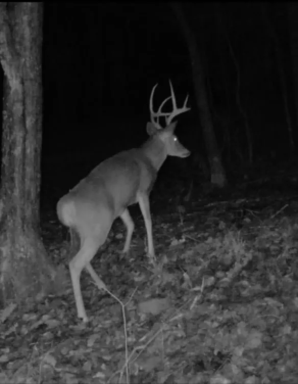 0 Sugar Tree Knob Rd Liberty, TN 37095