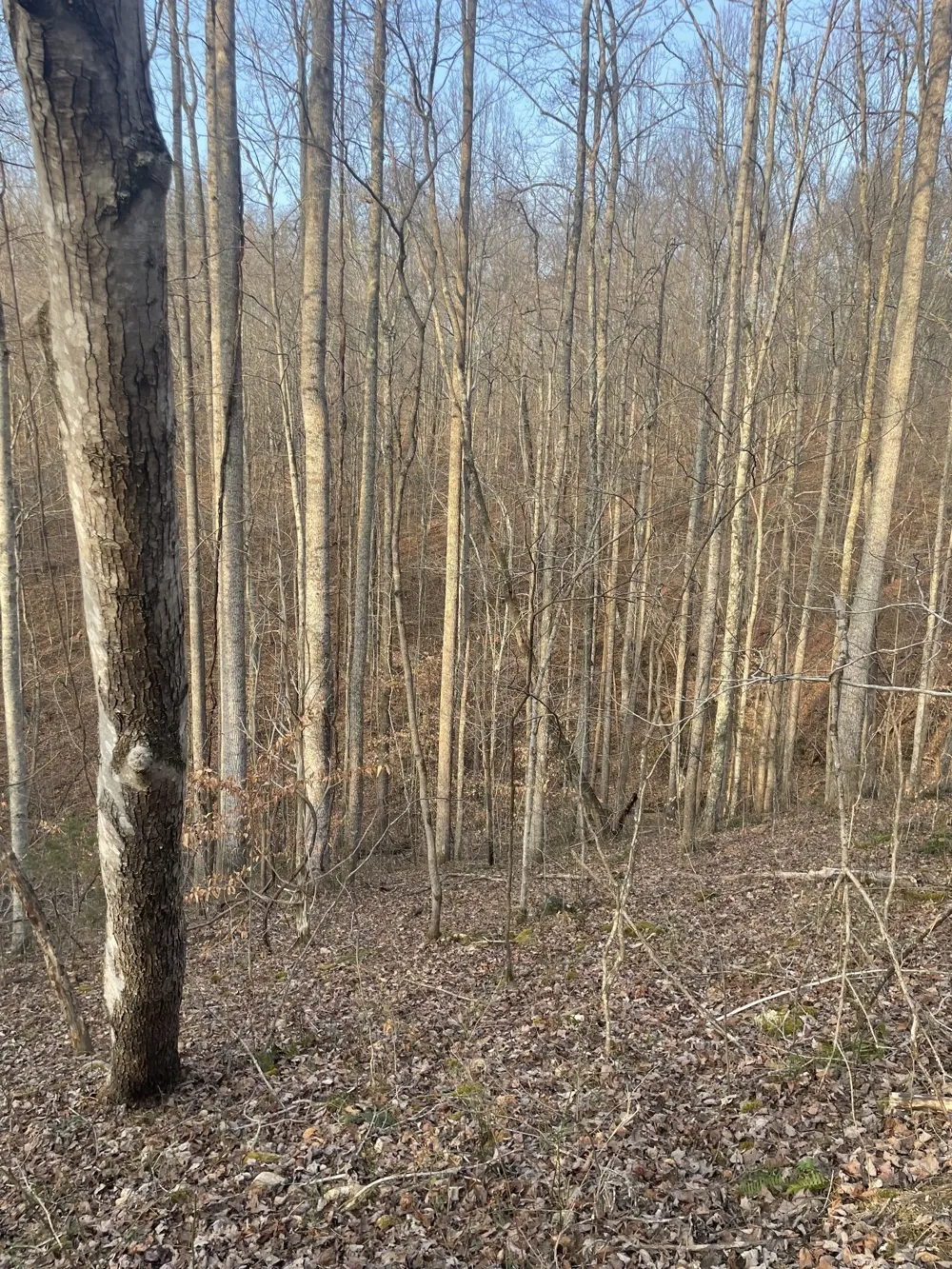 0 Sugar Tree Knob Rd Liberty, TN 37095