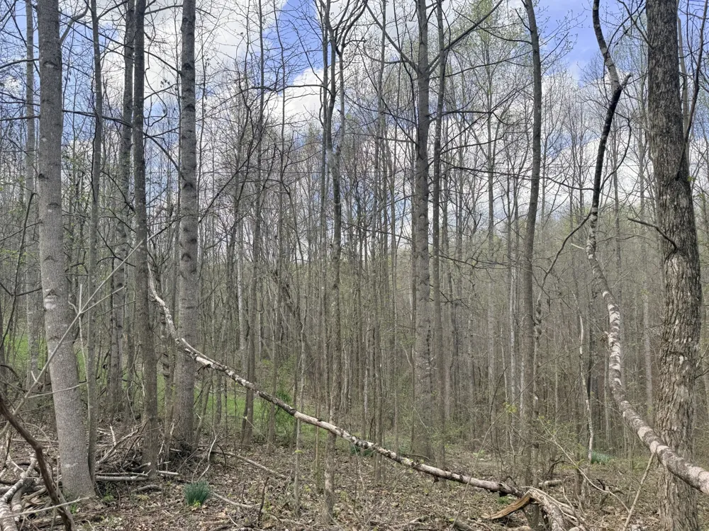 0 Sugar Tree Knob Rd Liberty, TN 37095