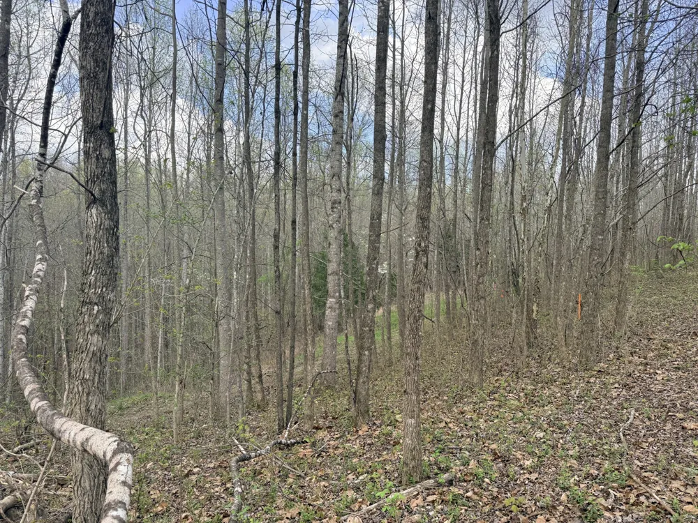 0 Sugar Tree Knob Rd Liberty, TN 37095