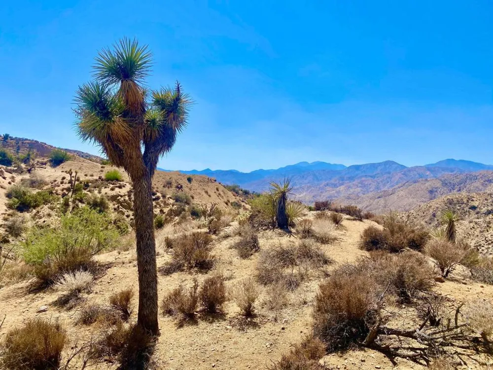 120 Benmar Trail Morongo Valley, CA 92256