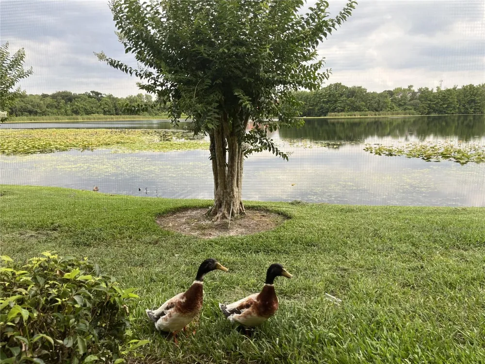 155 PEARL LAKE CAUSEWAY #104 Altamonte Springs, FL 32714