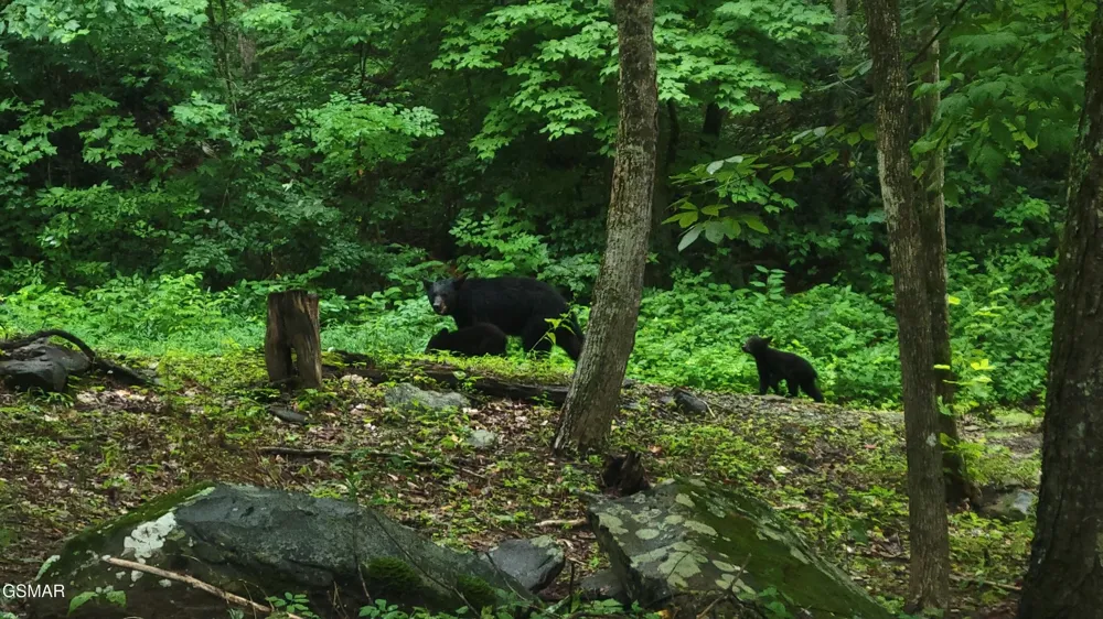 1235 Ski Mountain Road #610 Gatlinburg, TN 37738