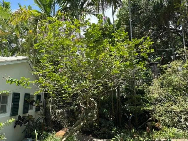 41 SW 5TH STREET Dania Beach, FL 33004