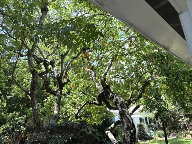 41 SW 5TH STREET Dania Beach, FL 33004