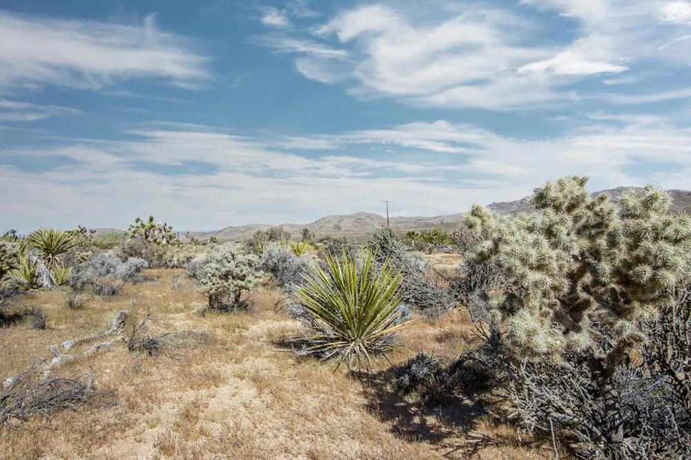 102 Saddleback Road Joshua Tree, CA 92252