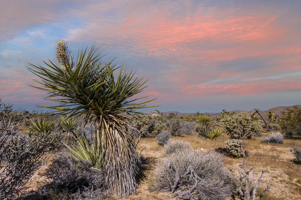 102 Saddleback Road Joshua Tree, CA 92252