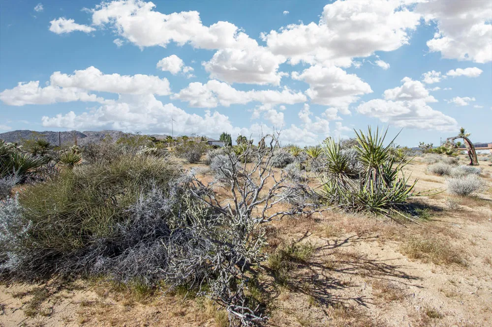 102 Saddleback Road Joshua Tree, CA 92252