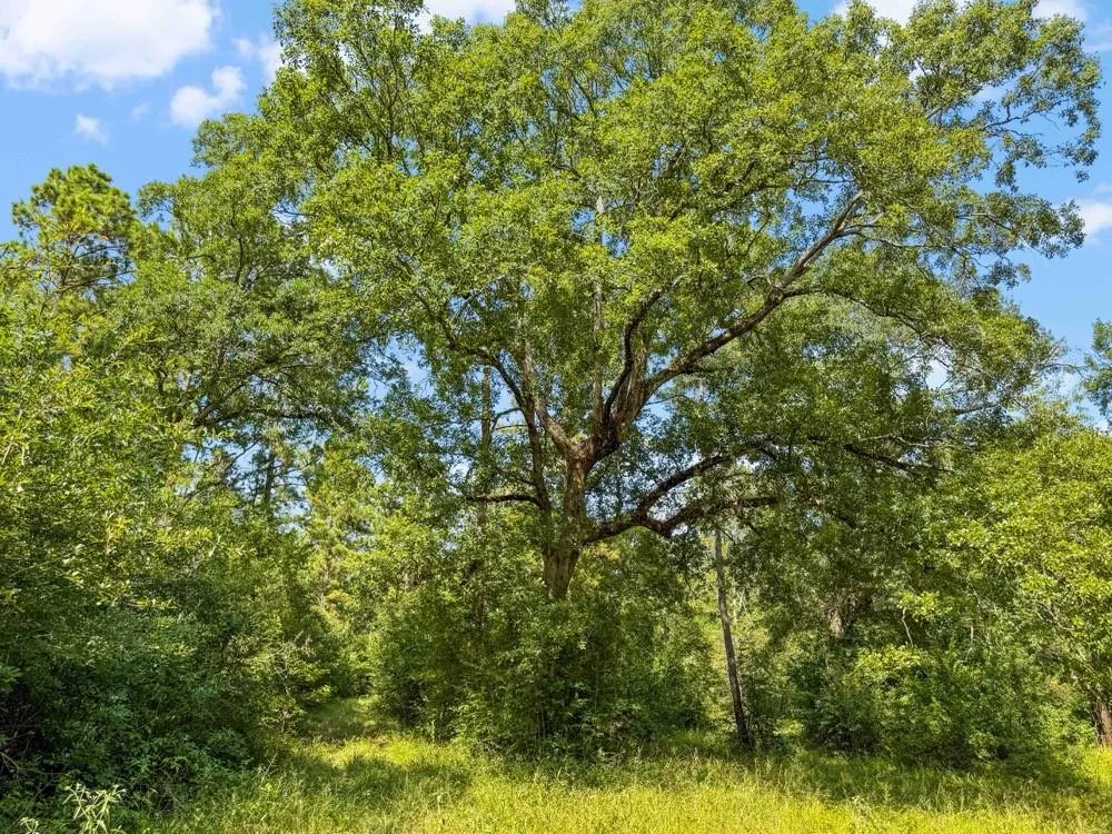 1100 Cr 2306 Cleveland, TX 77327