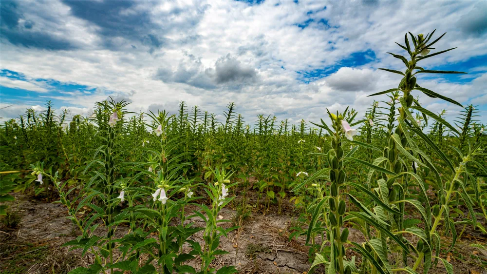 FM 3061 #B Thorndale, TX 76577