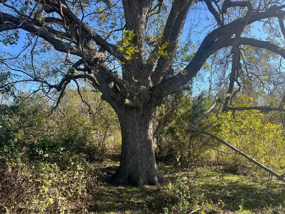 LCR 454 Groesbeck, TX 76642