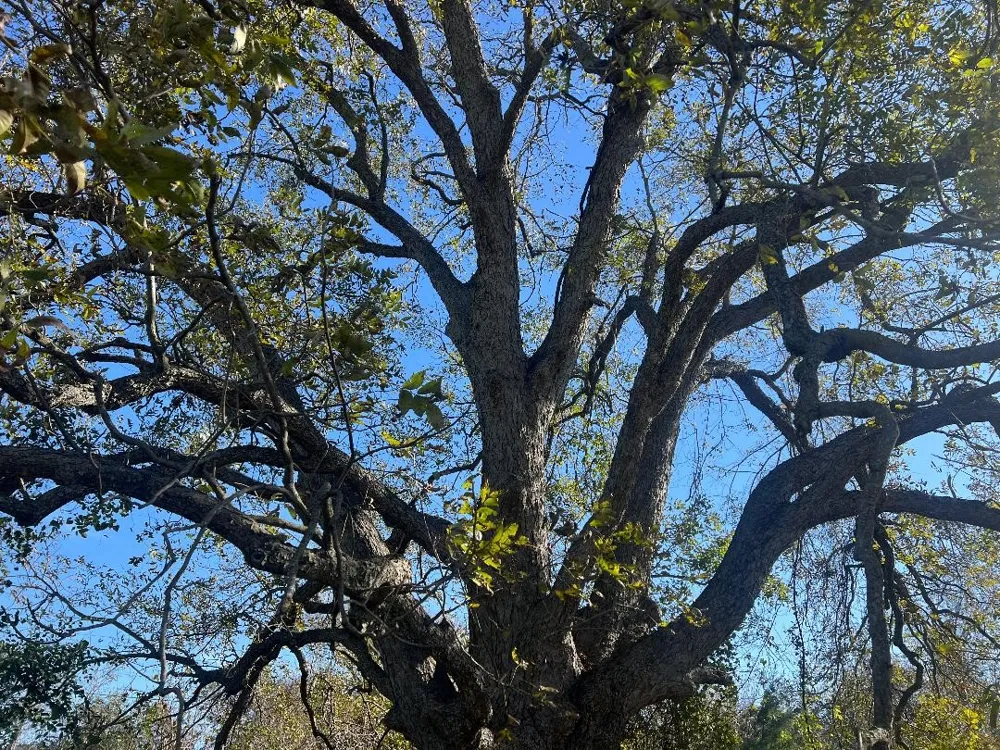 LCR 454 Groesbeck, TX 76642