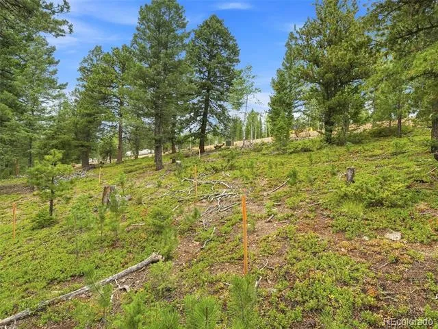 31004 Forest Shadow Trail Conifer, CO 80433