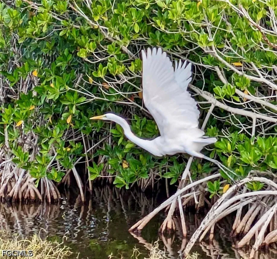 Dandolo Circle Cape Coral, FL 33909