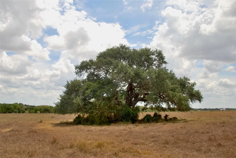 3 County Road 366 Shiner, TX 77984