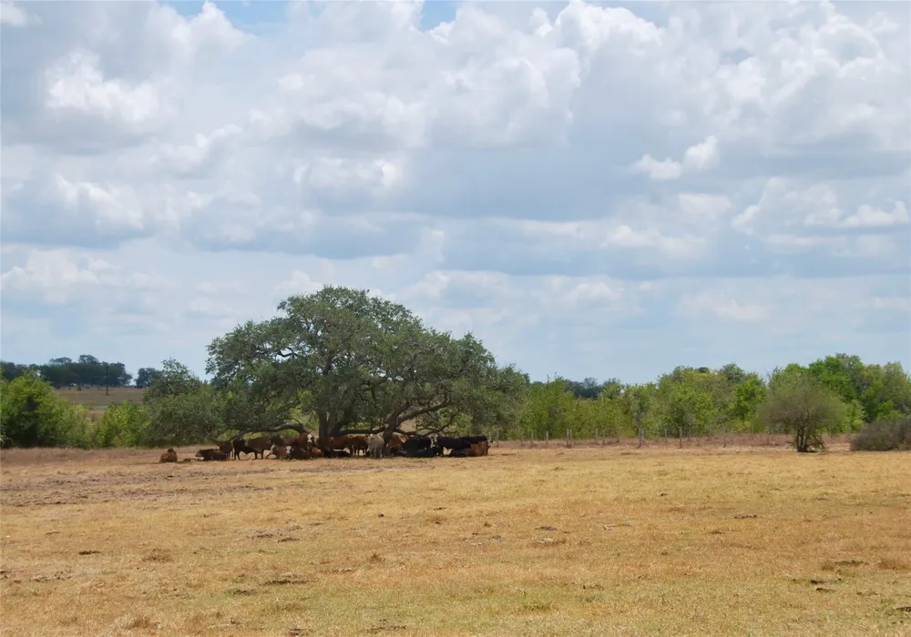 3 County Road 366 Shiner, TX 77984