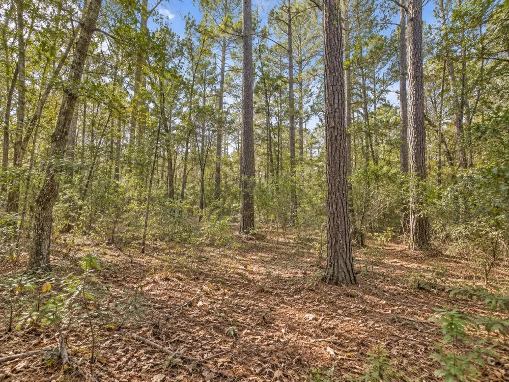 17664 Plantation Drive Waller, TX 77484