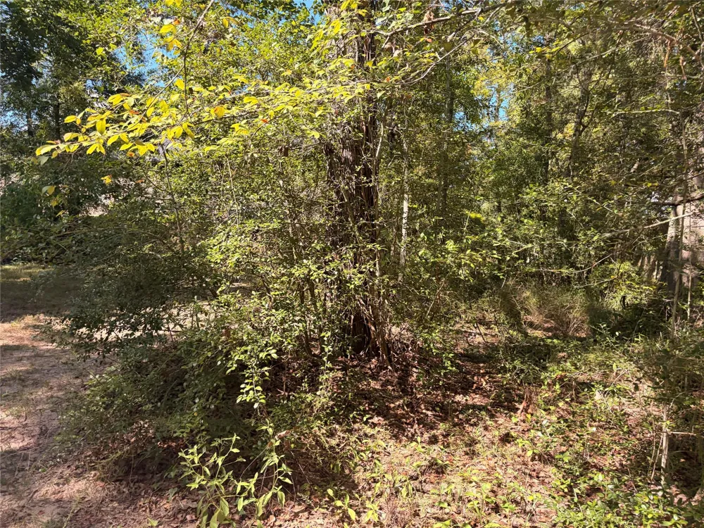 313 Pine Brook Drive Montgomery, TX 77356