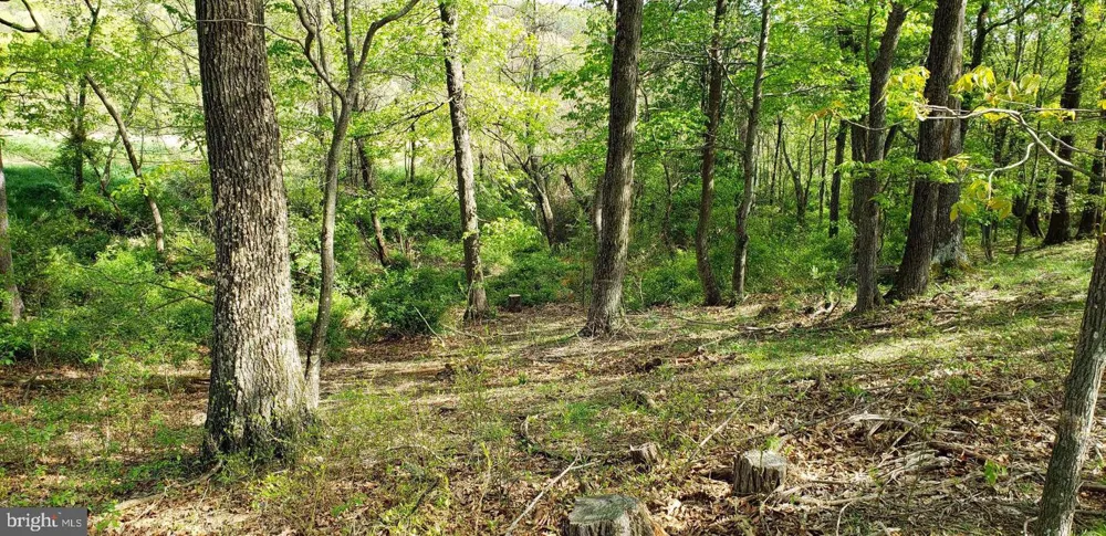 4038 MOUNT OLIVE Rio, WV 26755