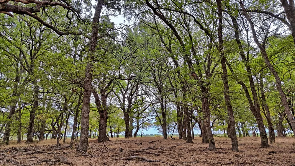Doss Loop Henrietta, TX 76365