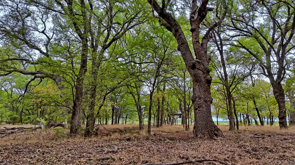 Doss Loop Henrietta, TX 76365