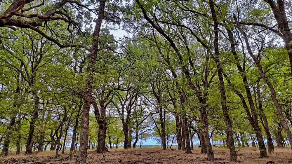 Doss Loop Henrietta, TX 76365