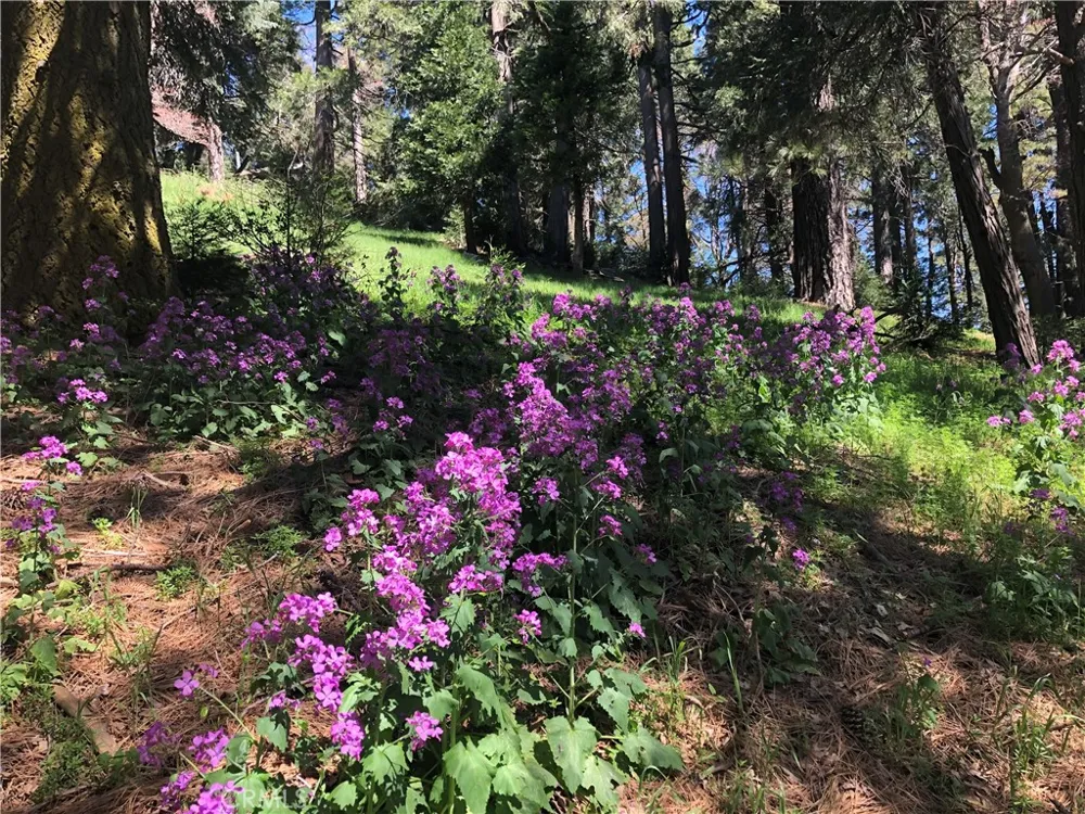 404 Mozumdar Cedarpines Park, CA 92322