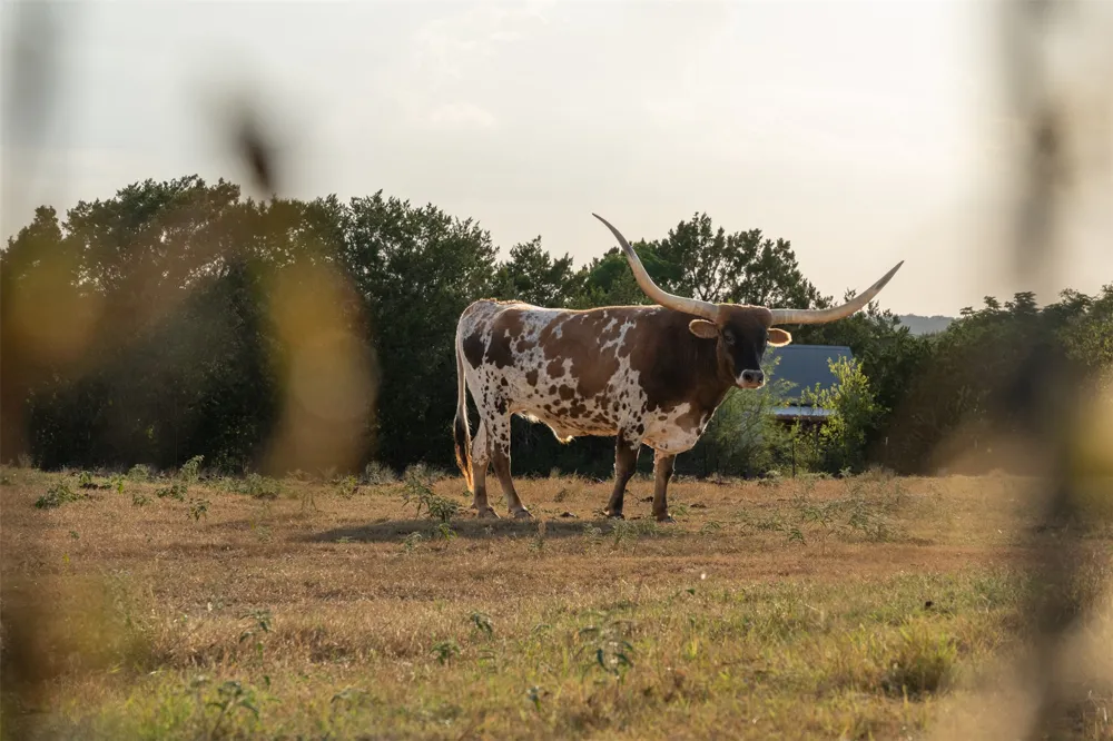 220 Fawn Meadow Drive Dripping Springs, TX 78620