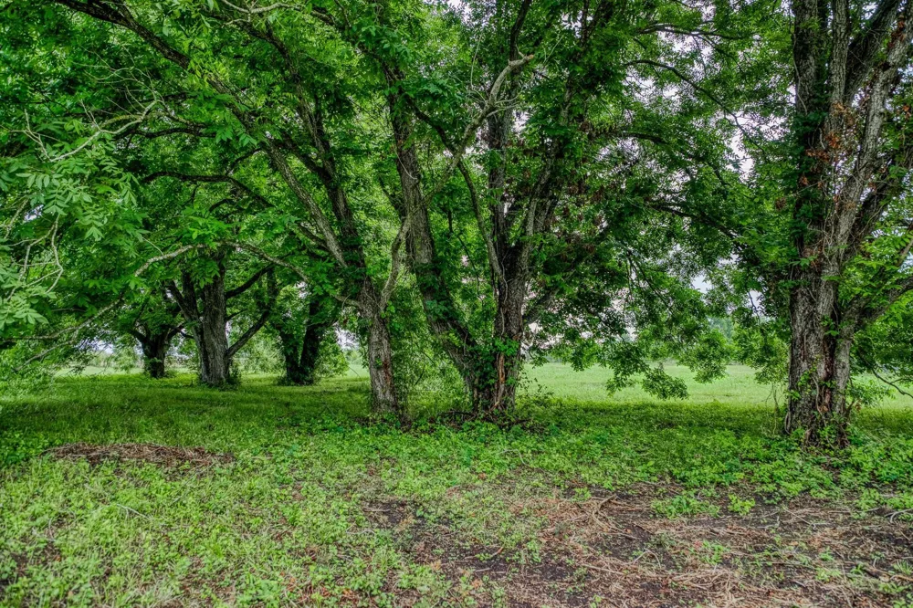 16401 Fm 1155 E Washington, TX 77880