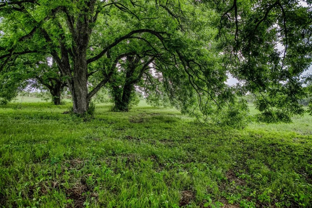 16401 Fm 1155 E Washington, TX 77880