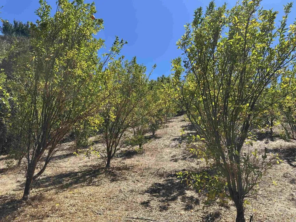 45481 Camaron Road Temecula, CA 92590