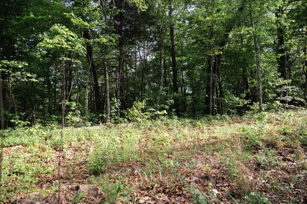 Tract 1 Century Lane Blue Ridge, GA 30513