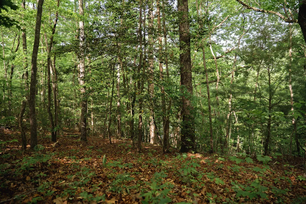 Tract 1 Century Lane Blue Ridge, GA 30513